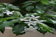 Ervatamia divaricata